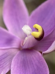 Thelymitra graminea