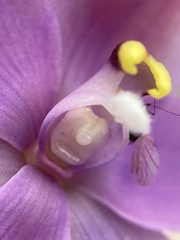 Thelymitra graminea