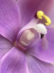 Thelymitra graminea