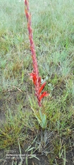 Watsonia