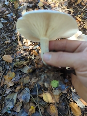 Clitocybe nebularis