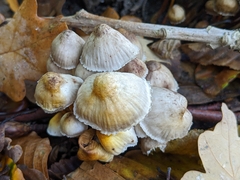 Mycena inclinata