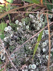 Cladonia chlorophaea