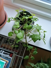 Plectranthus oertendahlii
