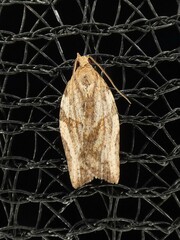 Epiphyas postvittana