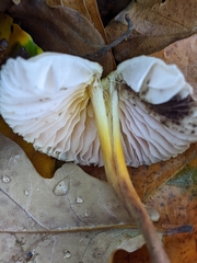 Mycena inclinata