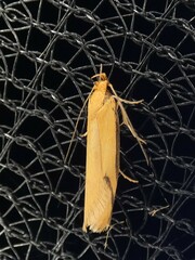 Philobota protecta