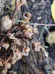 Mycena inclinata