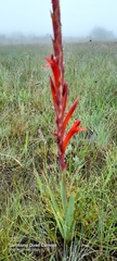 Watsonia