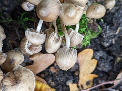 Mycena inclinata