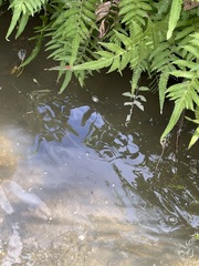 Pseudagrion pilidorsum