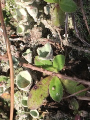 Cladonia chlorophaea