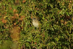 Curruca iberiae