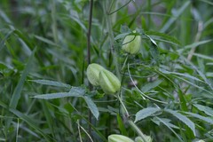 Abelmoschus moschatus