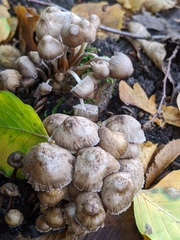 Mycena inclinata