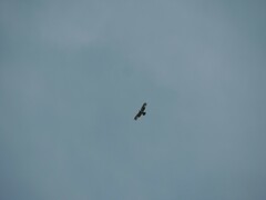 Ictinaetus malaiensis