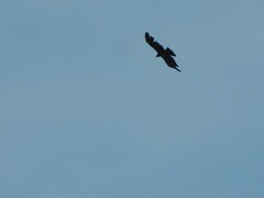 Ictinaetus malaiensis