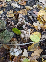 Mycena inclinata