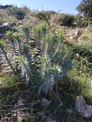 Euphorbia rigida