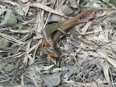 Plestiodon chinensis