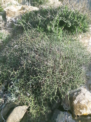 Launaea arborescens
