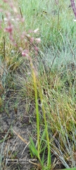 Panicum dregeanum