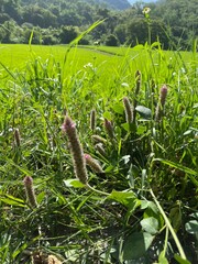 Uraria lagopodioides