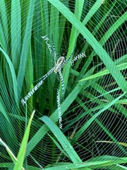 Argiope