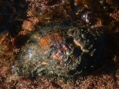 Monoplex parthenopeus