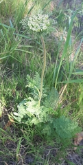 Daucus