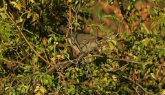 Curruca iberiae