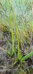 Panicum dregeanum