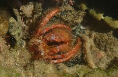 Dardanus crassimanus