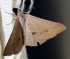 Isturgia penthearia