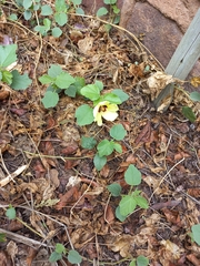 Hibiscus calyphyllus
