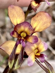 Diuris longifolia