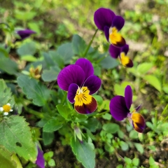 Viola × wittrockiana