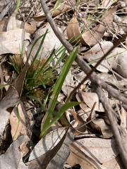 Diuris longifolia