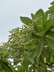 Heliotropium arboreum