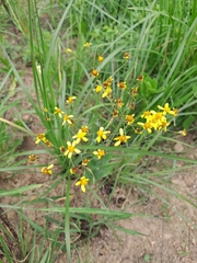 Senecio polyanthemoides