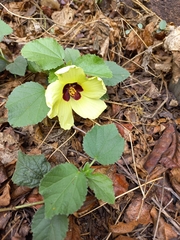 Hibiscus calyphyllus