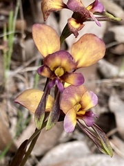 Diuris longifolia