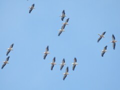 Pelecanus onocrotalus