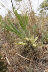 Elephantorrhiza