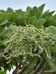 Heliotropium arboreum