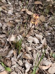 Diuris longifolia