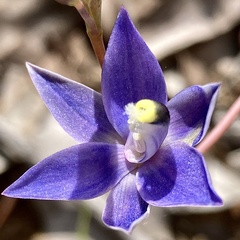 Thelymitra graminea