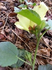 Hibiscus calyphyllus