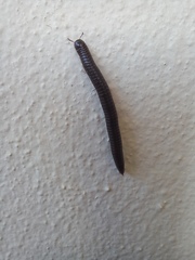 Ommatoiulus moreleti