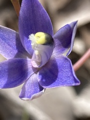 Thelymitra graminea